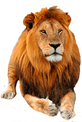 agencia digital, diseñador web, agencia de redes sociales, Servicios de Marketing Digital