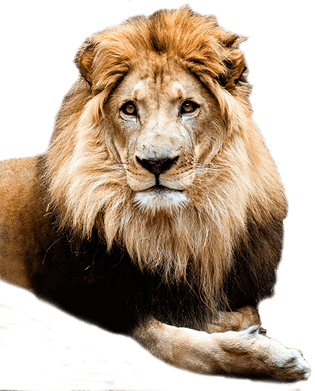 agencia de diseño grafico, despacho de diseño grafico, estudio de diseño, Servicios de Diseño Gráfico