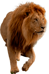 despacho propiedad intelectual, marcas & patentes, derechos de autor, Servicios de Derecho Corporativo