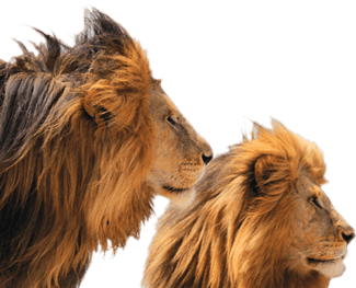 agencia de mercadotecnia, investigacion de mercados, agencia creativa, Servicios de Mercadotecnia